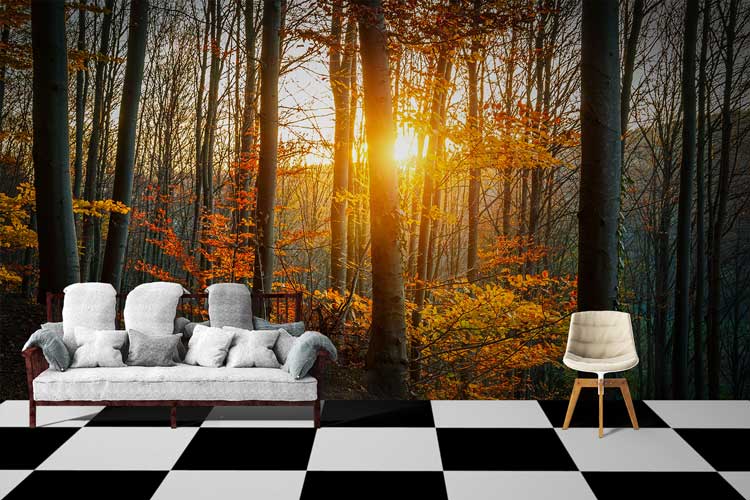 Sunset Forest Autumn